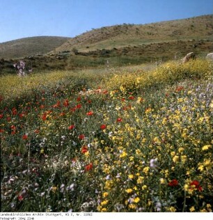 Israel: Tel Lachisch