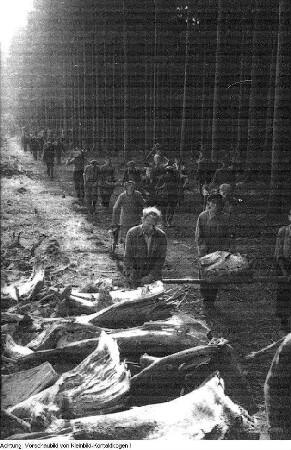 Dresden. Stukenroden für die frierende Bevölkerung im Winter 1946/47, 1947