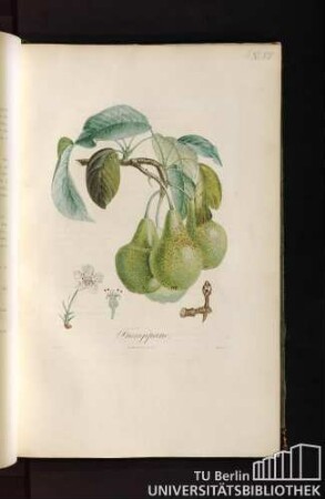 Pl. XLVIII. Frangipane.