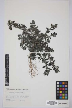 Forsskaolea angustifolia Retz.