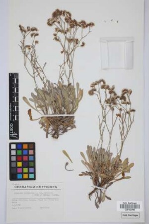 Limonium pectinatum (Ait.) Kuntze var. solandri (Webb & Berth.) Kuntze