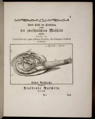 Zwote Classe der Conchylien, welche die zwoschalichten Muscheln enthält. Erstes Geschlecht Klaffende Muscheln.