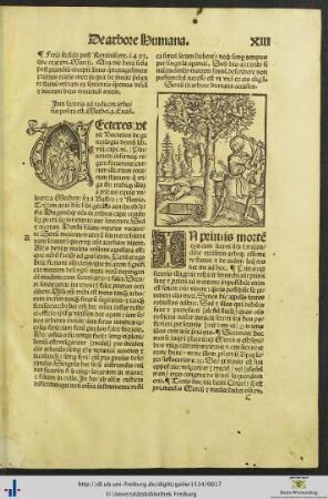De arbore Humana