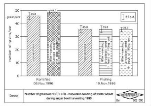 Number of grains/ear BBCH 80, harvester-seeding of winter wheat during sugar beet harvesting 1996