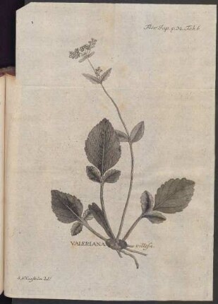 Valeriana villosa
