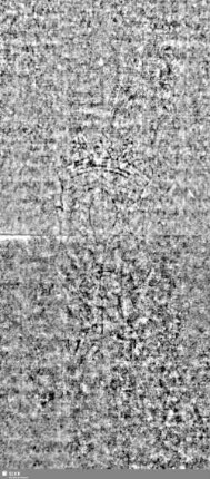 Lilienschild + IESV / LW = S.17/18+21/22