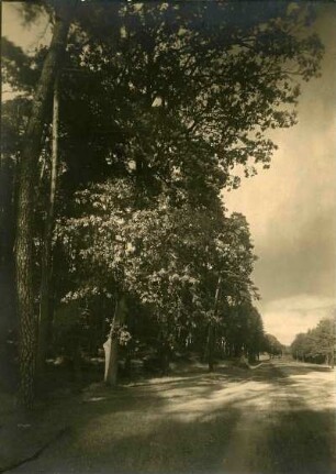Straße nach Pirmasens, Reichswald