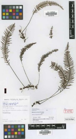 Melpomene pilosissima (M.Martens & Galeotti) A.R.Sm. & R.C.Moran