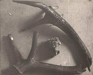 Rothirsch (Cervus elaphus). Geweihstange und Rosenstock : Rothirsch (Cervus elaphus). Geweihstange und Rosenstock. Zittau: Ehemals Heimatmuseum Zittau