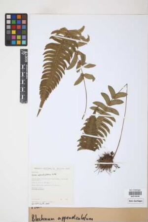 Blechnum appendiculatum Willd.