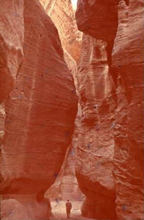 Petra Sik