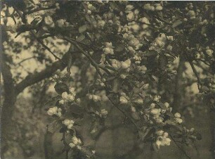Blühender Apfelbaum, Hamburg-Langenhorn