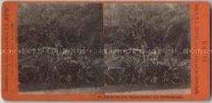 Goldfischteich im Botanischen Garten in Rio de Janeiro, Nr. 97 aus der Serie "Marine" von der Weltumsegelung auf der S.M.S. "Hertha"