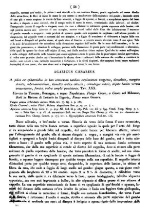Agaricus Cæsareus.