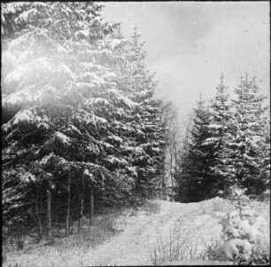 Der Buchhaldewald im Winter