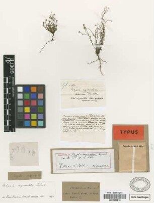Polygala saginoides Griseb.