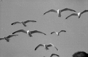 Heiligenhafen: fliegende Möwen