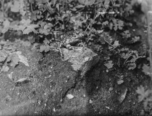 Wechselkröte : Wechselkröte (Bufotes viridis Laurenti).