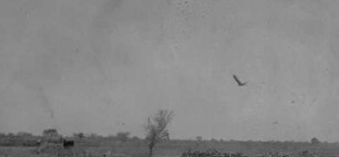 Geier [Reise nach dem Sudan, Band 2]