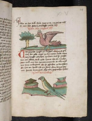 Vogel: Tragopel; Vogel: Sittich; (Teil III B: Von den Vögeln)