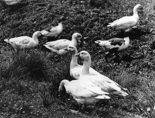 Gänse auf einer Wiese