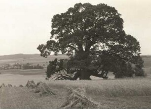 Die "Streitlinde" bei Königsfeld