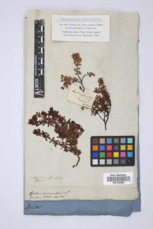 Azalea procumbens L.