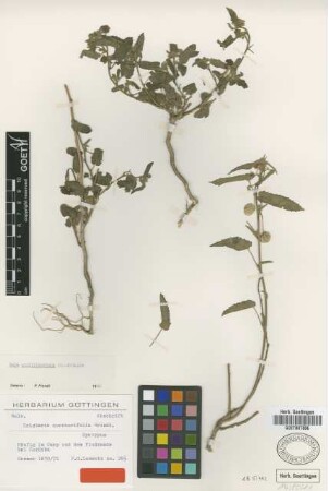 Cristaria corchorifolia Griseb. [syntype]