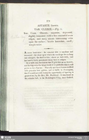 Astarte lineata. Tab. CLXXIX. — Fig. 1