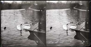Paris. Bois de Boulogne. Schwäne an einem Bootssteg des Lac Inférieur