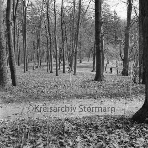 Kurpark: vorn und hinten Wege zwischen Bäumen