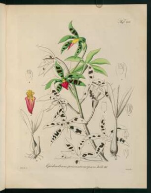 123r-123v, Epidendrum prismatocarpum