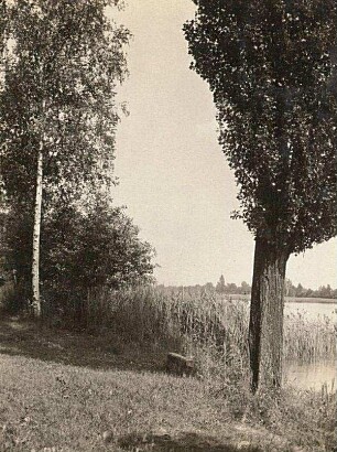 Oberlausitz. Pappeln (Populus) am Königswarthaer Großteich