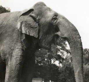 Indischer Elefant im Zoologischen Garten Dresden