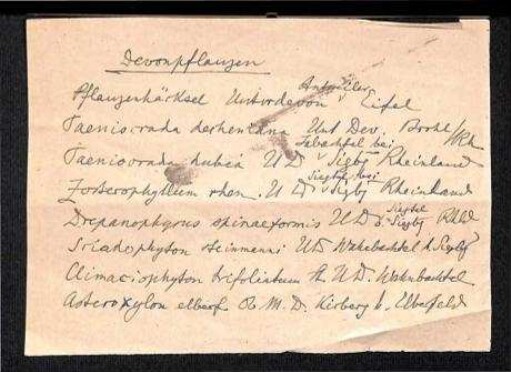 Handschriftliche Notiz über Devonpflanzen