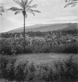 Lichtung (Kamerunreise 1937)