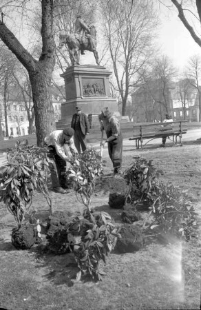 Anpflanzung von Rhododendron-Kolonien auf dem Platz um das Kaiser-Wilhelm-Denkmal.
