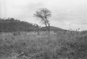 Landschaft zwischen Moschi und Aruscha : Savannenlandschaft