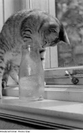 Katze mit einer Pfote in einem Glas