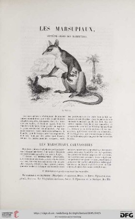 Les marsupiaux, septième ordre des mammifères