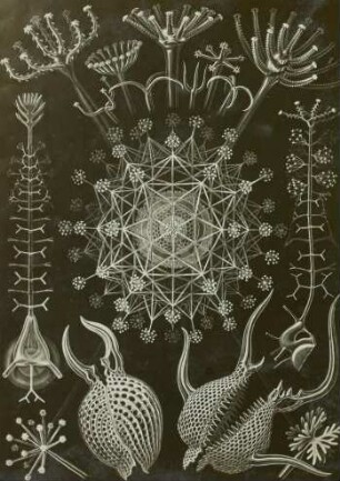 Rohrstrahlinge (Phaedaria). Aus: Haeckel: Kunstformen, Tafel 61