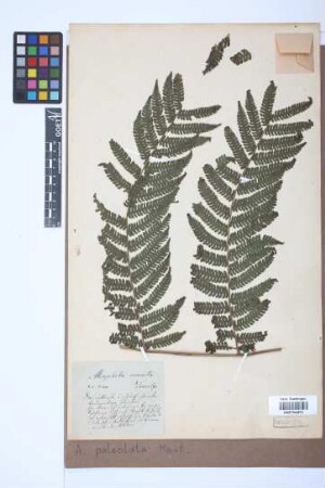 Alsophila paleolata Mart.