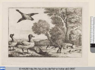Neun türkische Enten