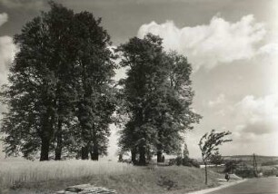 Steinigtwolmsdorf (obersorbisch Wołbramecy). "Siebenlinden" oberhalb des Ortes an der Hochwaldstraße