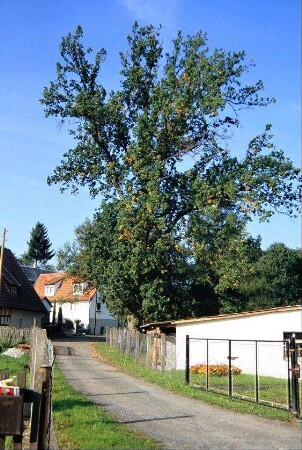 Großbaum im Schlosspark; Weg
