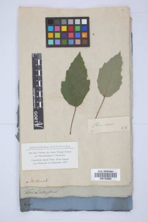 Ficus capensis