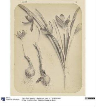 Anthyllis, - Barba Iovis