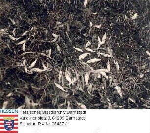 Groß-Gerau, 1930 / Verunreinigung des Schwarzbachs durch Abwasser der Zuckerfabrik Groß-Gerau / 2 Ansichten des Bachs mit toten Fischen und verunreinigtem Wasser