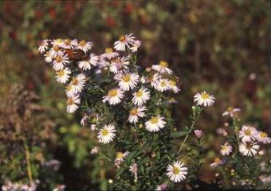 Königsbrück. Ehemaliger Truppenübungsplatz der Gruppe der Sowjetischen Streitkräfte in Deutschland (GSSD). Umgebung Rohnaer Hölzel. Wilde Aster mit Schmetterling (Tagpfauenauge)