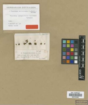 Fissidens sphagnifolius Sull. [isotype]
